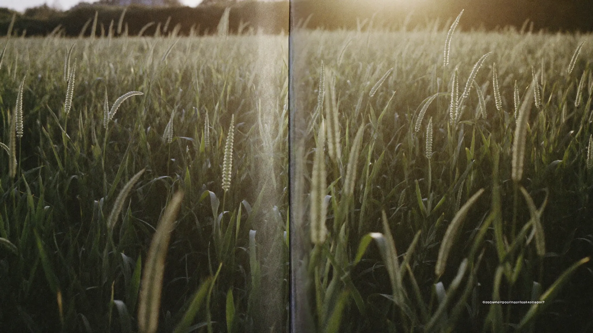 A field of tall grain standing close in low evening light, the heads just beginning to turn