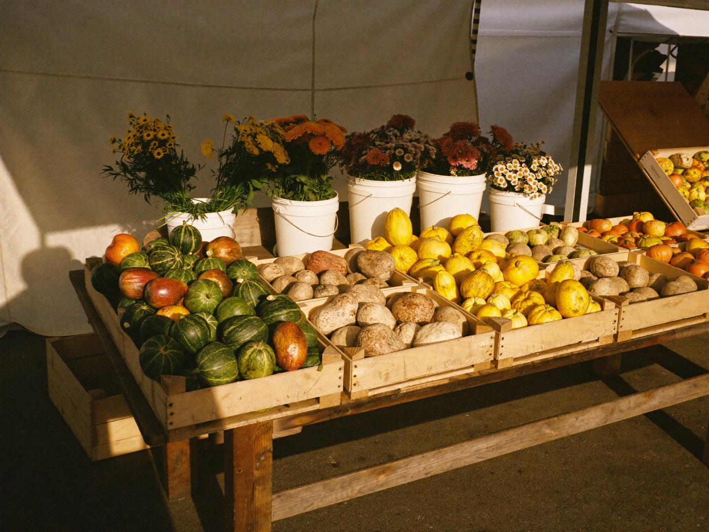 A market table of winter squash, potatoes and buckets of late flowers in raking afternoon light