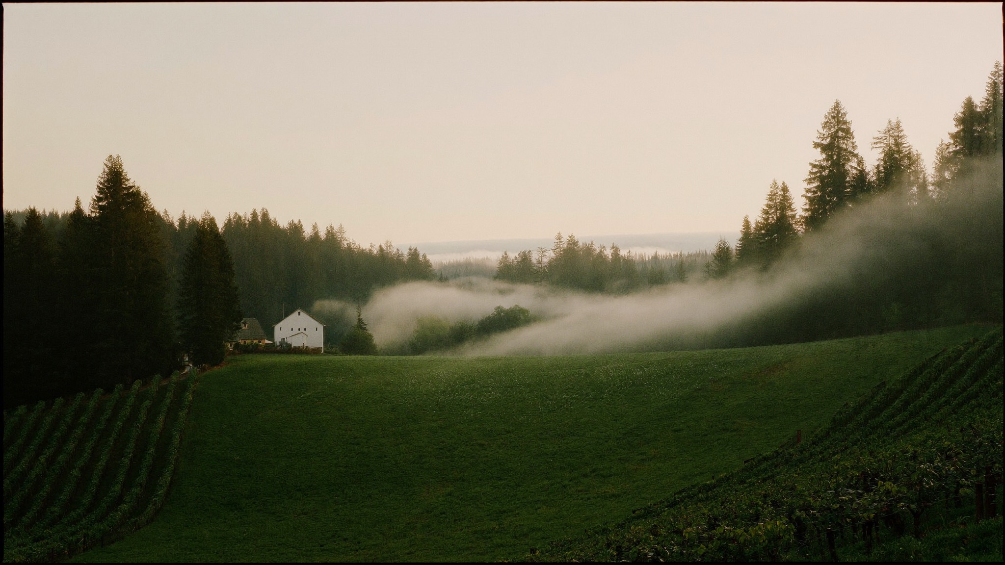 Misty morning over the Willamette Valley, Oregon
